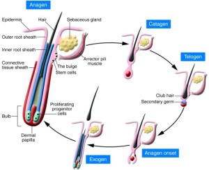 hair loss cycle