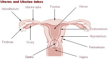 cervical cancer diagram